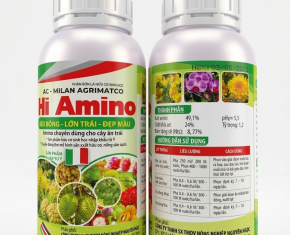 Vai trò của AMINO ACID - BO - CAN XI cho Cây Sầu Riêng giai đoạn ra hoa , đậu trái 