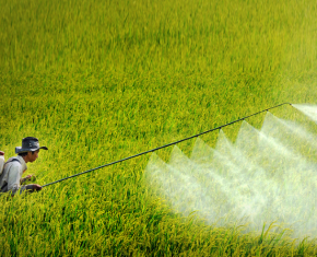 Sử dụng phân bón, thuốc bảo vệ thực vật an toàn, hiệu quả
